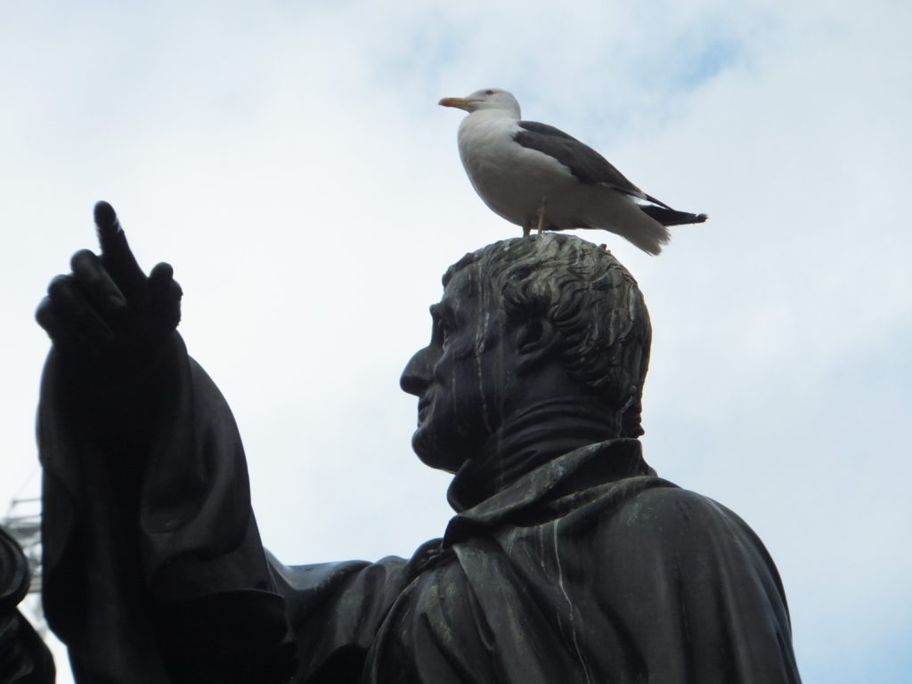 Self-important seagull sits solemnly, soaked, surveying South.