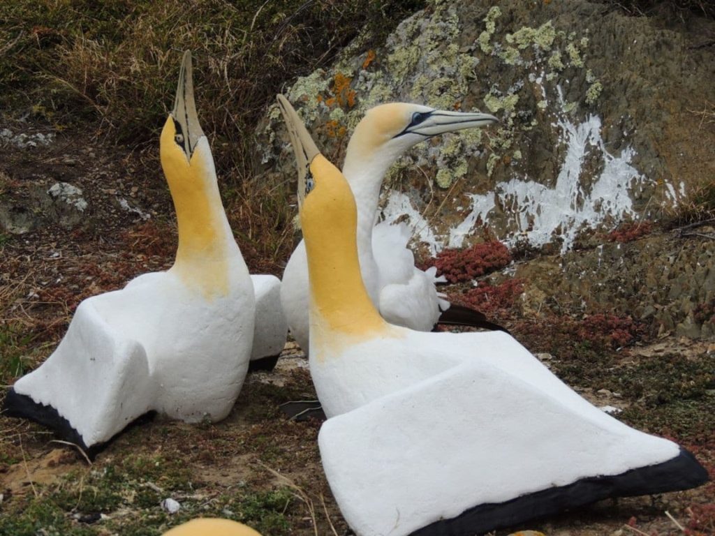 Nigel with his concrete decoy gannet