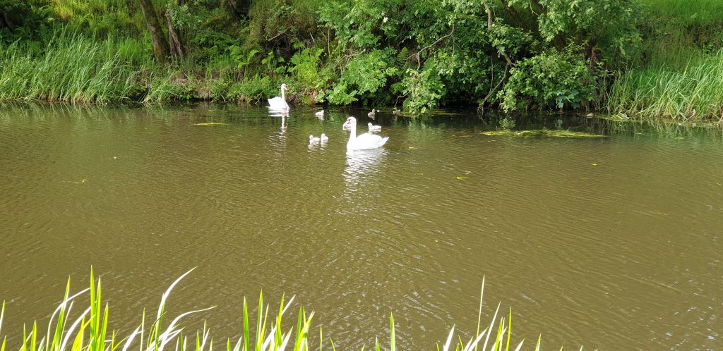 Swans and cygnets