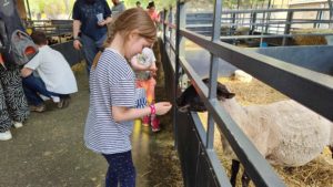 Feeding a sheep.