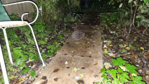 Hedgehog on a garden path.