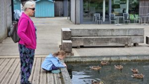 Ducks approach a girl on a pontoon bridge.