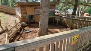 A child watches a giant tortoise try to open a gate.