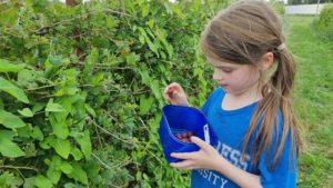 A girl picks gooseberries.