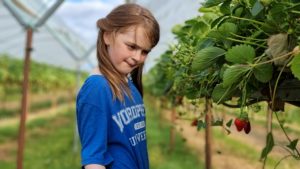 A girl looks at a strawberry.