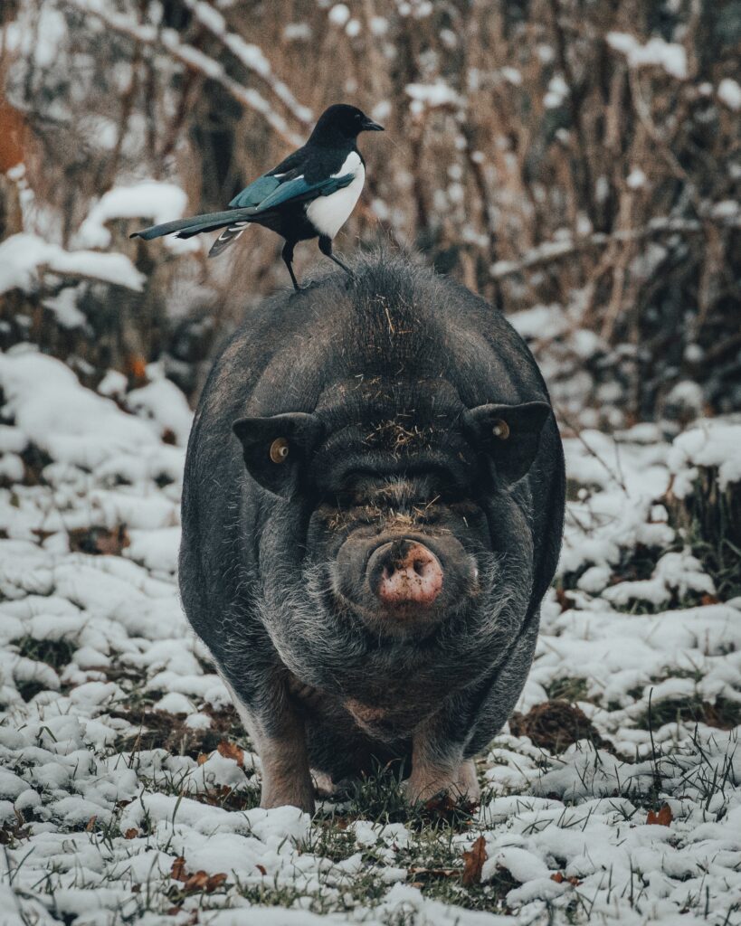 In a snowy woodland, a common magpie perches atop a black pig as it walks towards the camera.