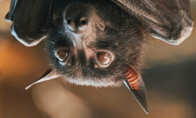 Face of a bat, hanging upside-down.