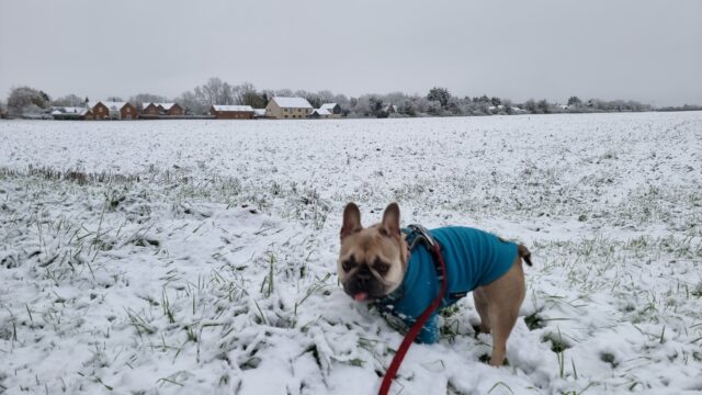 A champagne coloured French Bulldog wearing a teal jumper stands at the edge of a snow-covered field.