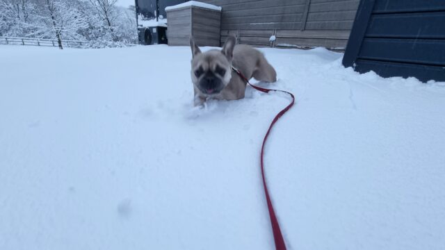 A French Bulldog up to the top of her legs in deep snow.