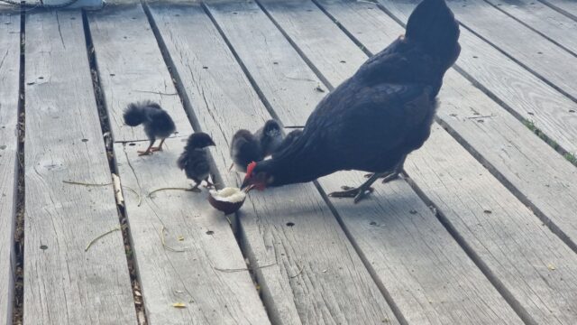 A black chicken and her four young chicks stand on a boardwalk and peck at the tail end of a coconut.