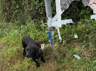 Arturo, abbandonato in campagna legato a un palo. L'appello dei volontari: «Diamogli una casa»