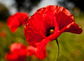 Amapolas en el arcén