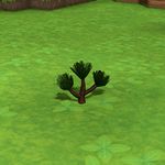 Pine Seedling.jpg