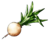 Moonwort Bulb.png