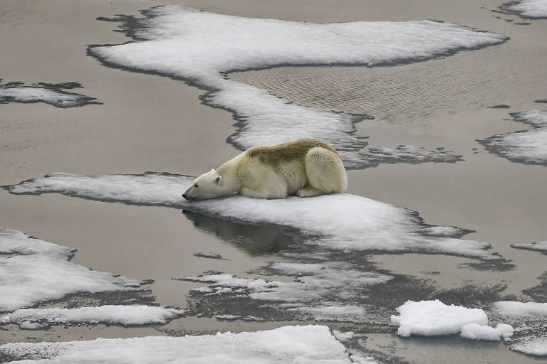 Oceano Ártico pode ter primeiro dia sem gelo antes de 2030, diz estudo