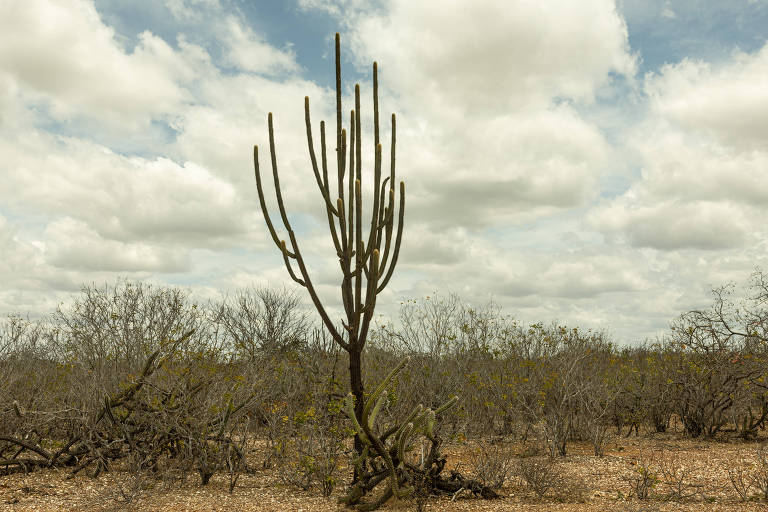 O urgente combate à desertificação no país