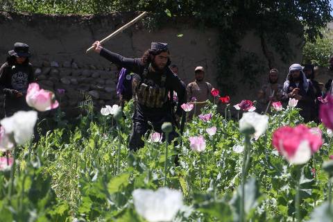 Afghan security personnel destroy a poppy field in Argo district on May 13, 2024. (Photo by OMER ABRAR / AFP)