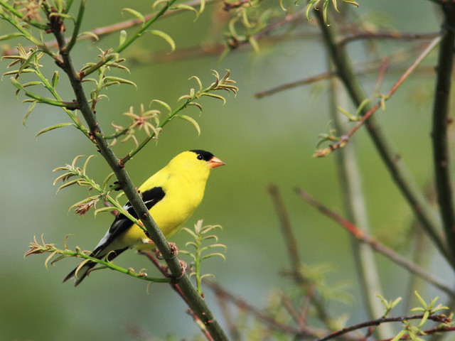 American Goldfinch 2-20140521