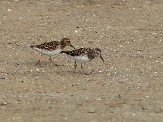 Least Sandpipers 20140422