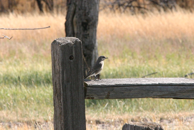 MountainBluebird2 Female20081112