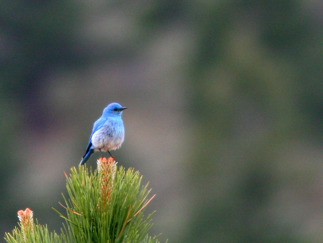 Mountain Bluebird 20100614