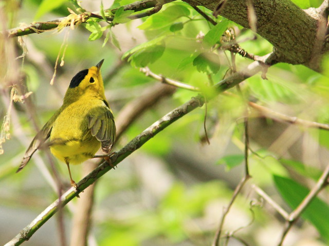 Wilson's Warbler 20140510