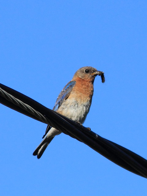 Eastern Bluebird 20120622