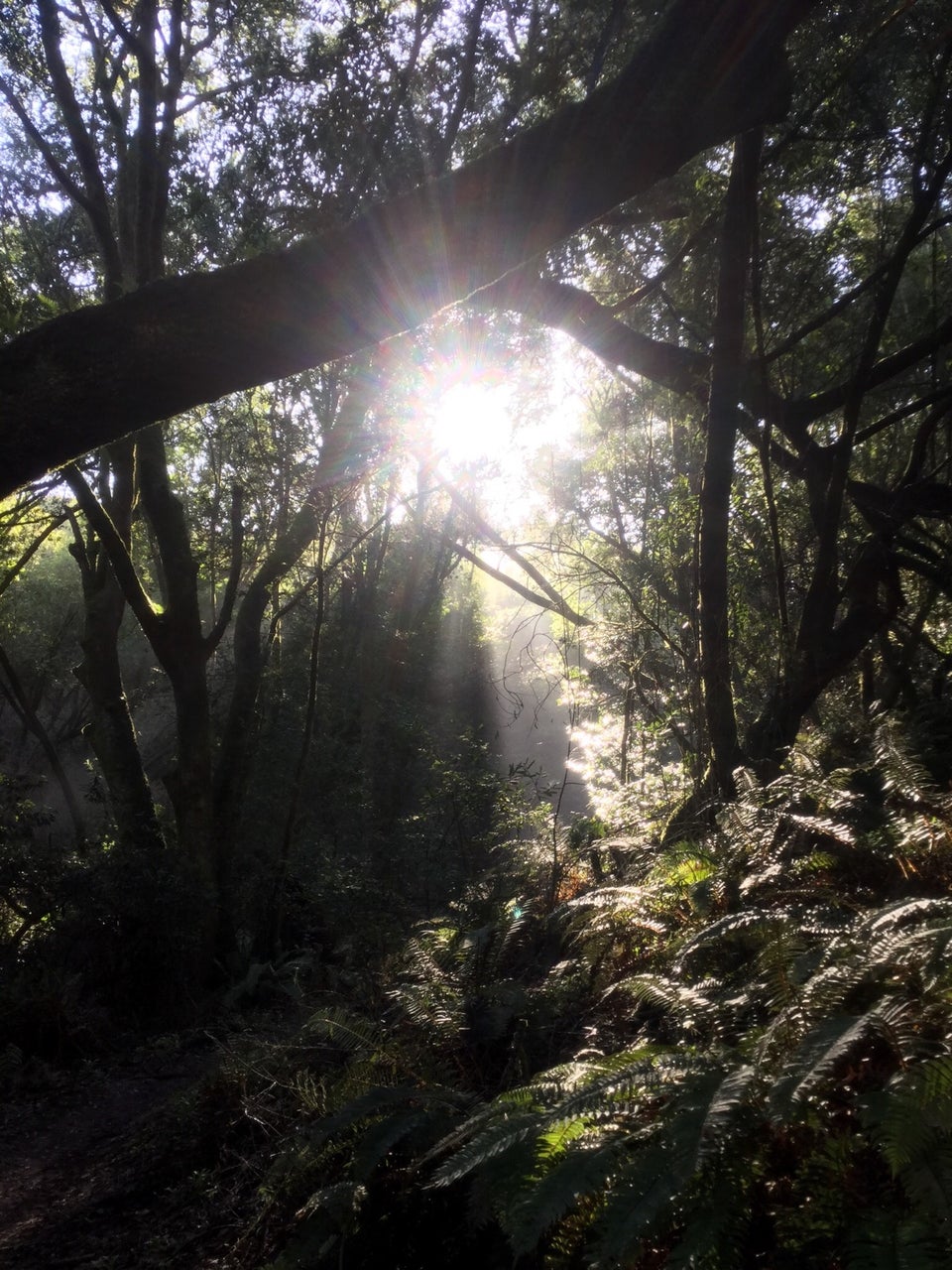 Sun shining through a forest canopy, lighting up ferns next to a trail.