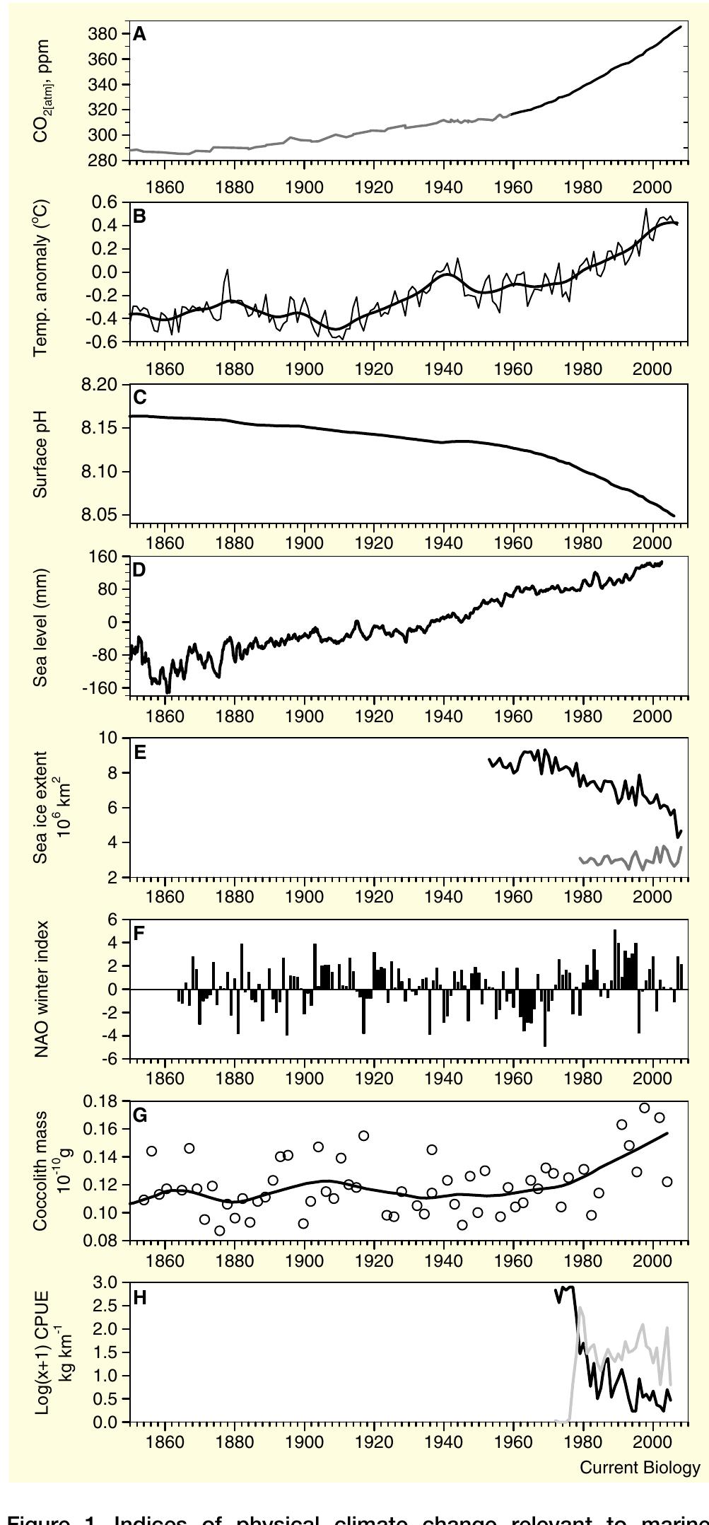 systems, and two examples of biological change.  (A) COztatm from Law Dome ice cores (grey line [8]) and Mauna Loa direct observations (black line [www.esrl.noaa.gov/gmd/ccgg/ trends/}). (B) Annual and smoothed combined global land and marine surface temperature anomaly (http://www.cru.uea.ac.uk/cru/info/ warming/). (C) Ocean surface pH calculated from COz;atm)- (D) Relative global sea level [148]. (E) Summer sea ice extent in the Arctic (black line; September, combined UK Hadley Center and US NSIDC chart and satellite data) and Antarctic (grey line; February, US NSIDC satellite data only). (F) Winter index of the North Atlantic Oscillation (www.cgd. ucar.edu/cas/jhurrell/indices.html). (G) Mean coccolithophore mass [62], and (H) catch per unit effort for Pacific cod (grey line) and pink shrimp (Pandalus borealis, black line) in Pavlof Bay, Alaska, showing the 1976/7 regime shift [93] (see also Figure 4). 