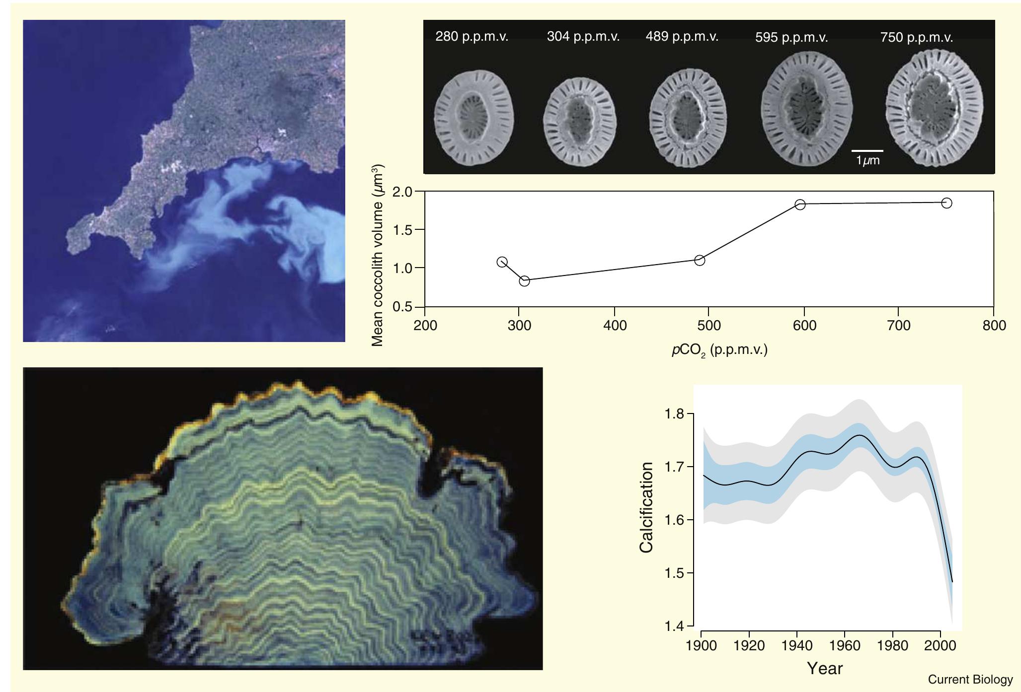 Figure 3. Contrasting climate-related variability in calcification in plankton and corals.  Top left: true colour satellite image of a bloom of the coccolithophore Emiliania huxleyi south of Plymouth, UK on the 30 July 1999 showing the spatial extent, and hence ecological importance, of the bloom (image from Remote Sensing Data Analysis Service (RSDAS) www.npm.ac.uk/ rsdas/ of the UK Plymouth Marine Laboratory http://www.sanger.ac.uk/Info/Press/2005/050811.shtml). Top right: graph of coccolith volume, and scanning electron microscope images of typical coccoliths, from cultures at simulated COz,atmj from 280 to 750 ppm. Reproduced with permission from [62]. Laboratory experiments are consistent with historic observations (Figure 1G) of mass increasing with increasing COzatm)- Bottom left: annual growth bands in a slice of coral (photograph courtesy of Eric Matson, Australian Institute of Marine Science). Bottom right: variation in calcification (g cm” y") in massive Porites corals over time. Light blue bands indicate 95% confidence intervals for comparison between years, and grey bands indicate 95% confidence intervals for the predicted value for any given year. Calcification declines by 14.2%  from 1990-2005 [122] in a direction of change opposite to coccolithophores. Reproduced with permission from [122]. 