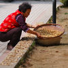 Drying Cabbage