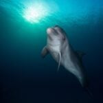 A bottlenose dolphin underwater.