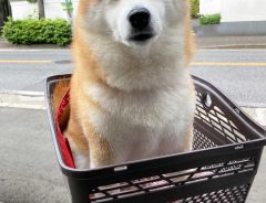 柴犬「公園だ！」と思ったのに…　注射をされて帰宅した際の表情をご覧ください