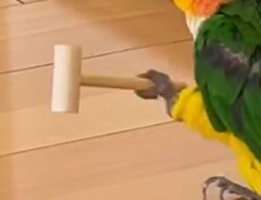 シロハラインコの写真