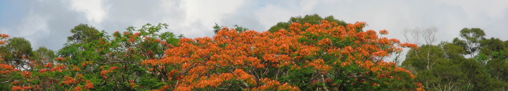  紅花樹海圖