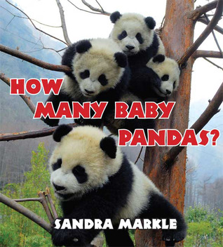 How Many Baby Pandas? by Sandra Markle