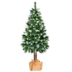 Springos Diamond Fir na pniu 1,8m