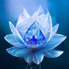 Blue Lotus