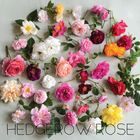 Laurie | Hedgerow Rose