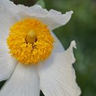 Collecting Flowers