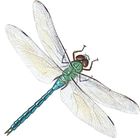 Dragon Fly