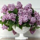 Lovin' Lilacs