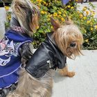 Chuy And Zoey The Traveling Yorkies