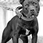 True American pit bull terrier,APBT,Game Dog,Working/Hunting Dogs