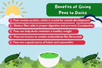 Benefits of Giving Peas to Ducks