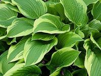 Hosta spp