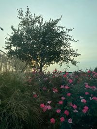 Beaverton, OR #august #August2022 #pink #summer #pinkflower #plants #Tree #pinknature #aesthetic #pinkaestheticbackground #favorite #Birthdaymonth #pink #hotpink #lightpink #pastel #PinkyAesthetic