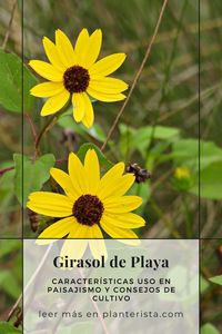 Explore la belleza y el encanto del Girasol de la playa (Helianthus debilis) en este artículo fascinante. Descubra cómo esta flor única embellece paisajes costeros con su color vibrante y presencia impactante. Si usted es un apasionado de la jardinería o simplemente ama las flores, este artículo es una guía imprescindible. Haga clic en la imagen para aprender sobre su cultivo, cuidados, y cómo el Girasol de la playa puede transformar su jardín o espacio al aire libre. ¡Lea ahora!