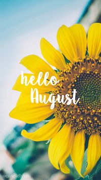 Hello August Sunflower bright happy background August 2016 wallpaper you can download for free on the blog! For any device; mobile, desktop, iphone, android!