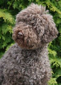 Lagotto Romagnolo ~ Classic Look